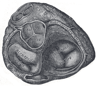 <span class="mw-page-title-main">Left coronary artery</span>