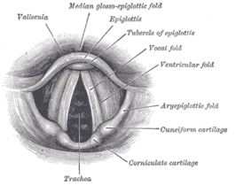 Laryngoscopisch beeld van de stembanden