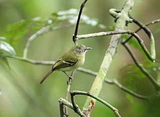 <span class="mw-page-title-main">White-eyed tody-tyrant</span> Species of bird