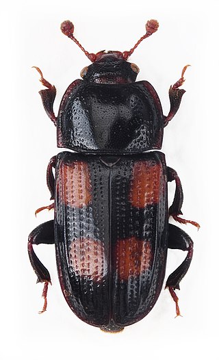 <span class="mw-page-title-main">Sap beetle</span> Family of beetles