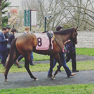 Lady Aurelia American-bred Thoroughbred racehorse