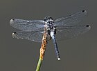 Leucorrhinia albifrons (Östliche Moosjungfer, Männchen) [D]