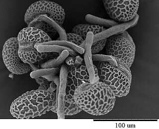 <span class="mw-page-title-main">Pollen tube</span> Tubular structure to conduct male gametes of plants to the female gametes