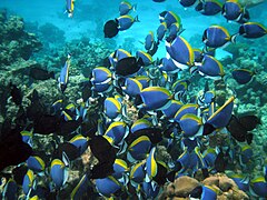 Powder-blue surgeonfish (Acanthurus leucosternon)