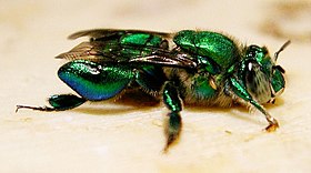 Abelha Euglossa sp. macho