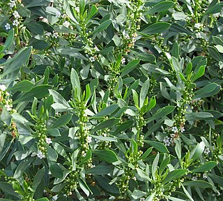 <i>Myoporum insulare</i> Species of plant