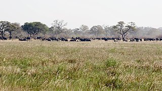 Zambezian <i>Baikiaea</i> woodlands