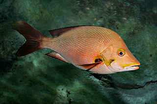 <span class="mw-page-title-main">Humpback red snapper</span> Species of fish