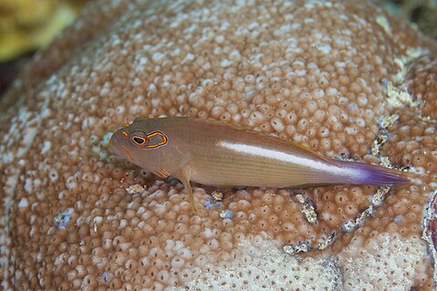 Arc-eye hawkfish (Paracirrhites arcatus), Zanzibar, Tanzania