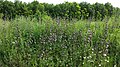 Stand of flowering plants in a tall-herb meadow, lower Austria