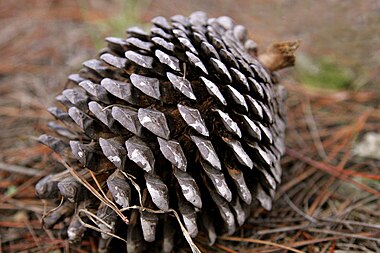 Pine Cone