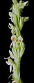 Platanthera hyperborea