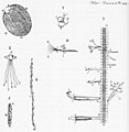 Ilustrasi mikroorganisme di bawah mikroskop karya Antoni van Leeuwenhoek