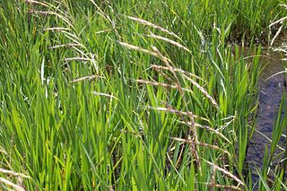 <i>Pleuropogon oregonus</i>