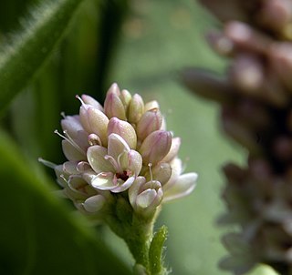 <i>Persicaria pensylvanica</i> Species of plant