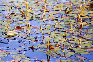 <i>Potamogeton natans</i> Species of aquatic plant