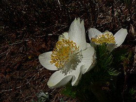 Anemone occidentalis