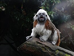 Perukuotasis tamarinas (Saguinus oedipus)