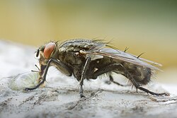 Fleischfliege (Sarcophaga sp.) (von Richard Bartz)