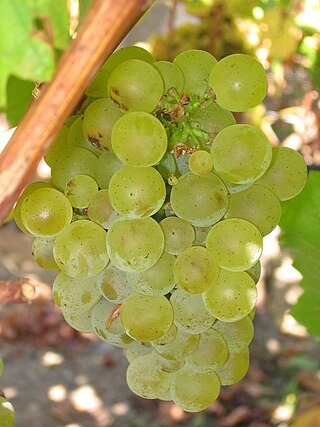 <span class="mw-page-title-main">Sauvignon blanc</span> Green-skinned grape variety