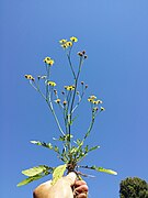 Senecio aquaticus s. str. sl3.jpg