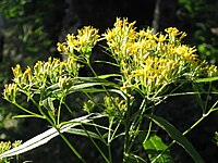 Senecio hercynicus