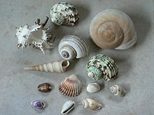 A group of purchased (mostly marine) shells includes the shell of a large tropical land snail (upper right), and a shiny freshwater apple snail shell (center) Shells01.jpg