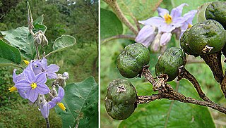 <i>Solanum lanceolatum</i> Species of flowering plant