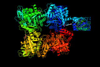 <span class="mw-page-title-main">RuBisCO</span> Key enzyme of the photosynthesis involved in carbon fixation