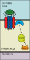 TGF Signaling Pathway Step 4