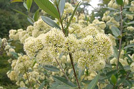 Caldcluvia paniculata.