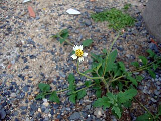 <i>Tridax</i> Genus of flowering plants