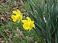 * Nomination Trompetnarcis (Narcissus).-- Famberhorst 17:10, 16 May 2013 (UTC) * Decline Rather lacking high end contrast, quite green and off-centre. Mattbuck 19:29, 28 May 2013 (UTC)