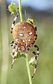 * Nomination Araneus quadratus --Holleday 08:28, 4 September 2011 (UTC) * Withdrawn