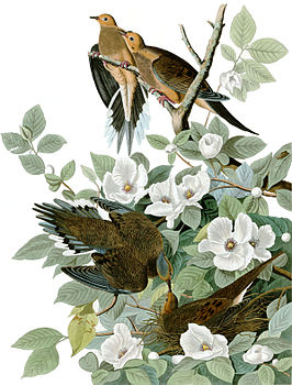 Illustratie van treurduiven in The Birds of America