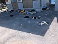 仁斗田港の近くにいる猫たち。