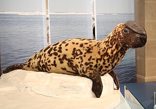 <span class="mw-page-title-main">Hooded seal</span> Species of carnivore