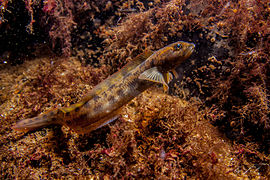 Zoarces viviparus