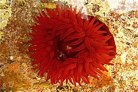 Actinia equina