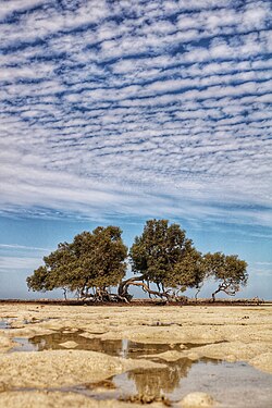 Mangarouf tree at Marsa Allam Photograph: User:Ahmedsalahemam