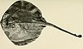 Arhynchobatis asperrimus