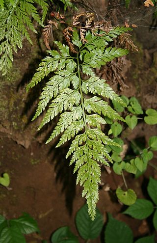 <i>Asplenium onopteris</i> Species of fern in the family Aspleniaceae