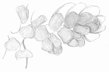 Drawing of Azolla filiculoides, about 5 mm. Upper green leaves perform photosynthesis, lower lack chlorophyll. Azolla filiculoides drawing.png