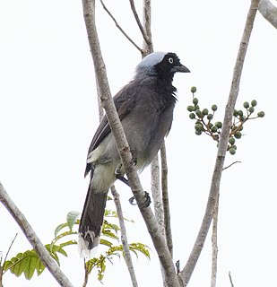 Azure-naped jay Species of bird