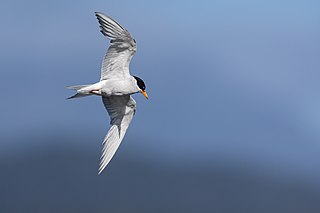 <span class="mw-page-title-main">Black-fronted tern</span> Species of bird