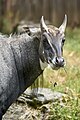 * Kandidimi: Boselaphus tragocamelus in Zoo Krefeld --A. Öztas 18:58, 14 September 2024 (UTC) * * Kërkohet vlerësim