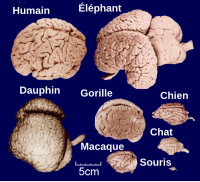 Les différents cerveaux : humain, éléphant, dauphin, chat, macaque, etc