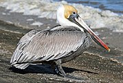 Pelecanus occidentalis