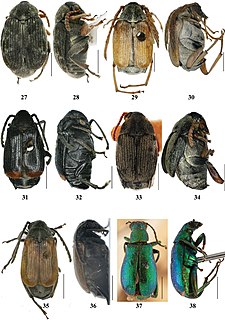 <span class="mw-page-title-main">Bean weevil</span> Subfamily of beetles