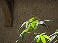 Image 23Top of Cannabis plant in vegetative growth stage (from Cannabis)